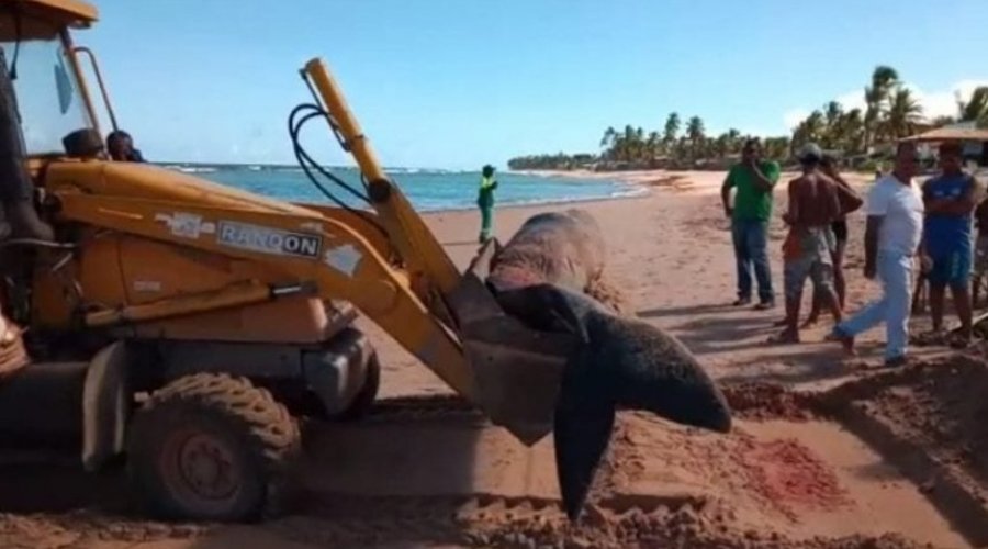 [Vídeo: Defesa Civil remove baleia encalhada na Praia de Jauá]