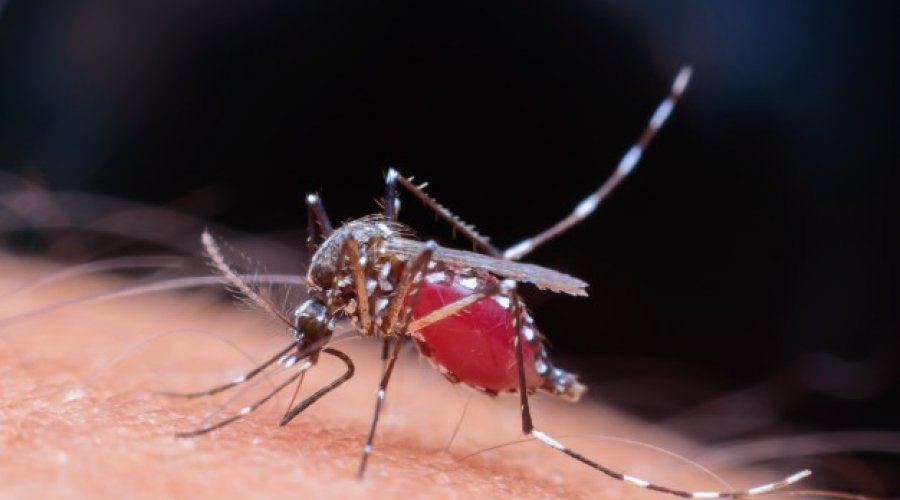 [Casos de chikungunya crescem mais de 740% em Salvador ]