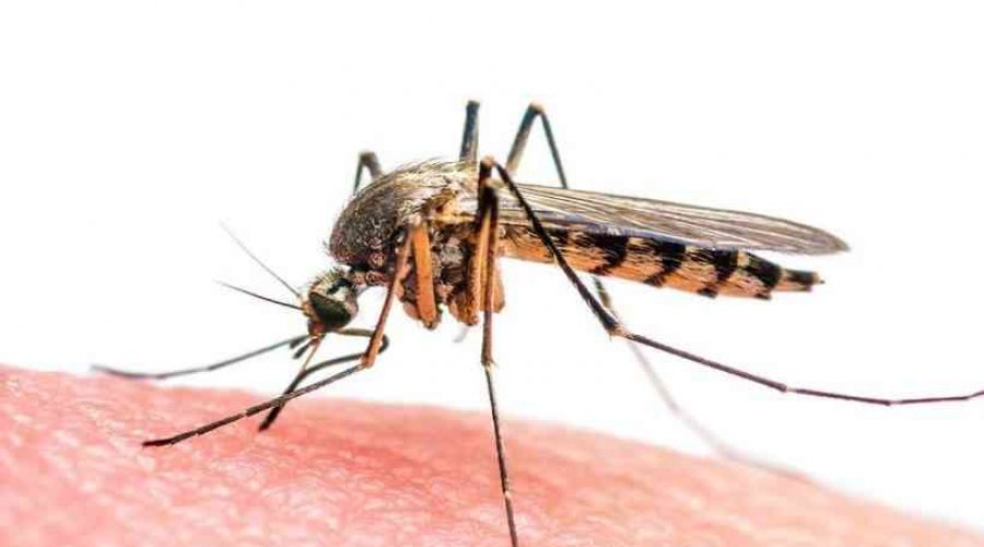 [Nova linhagem do vírus da zika pode originar epidemia no Brasil, diz pesquisa]