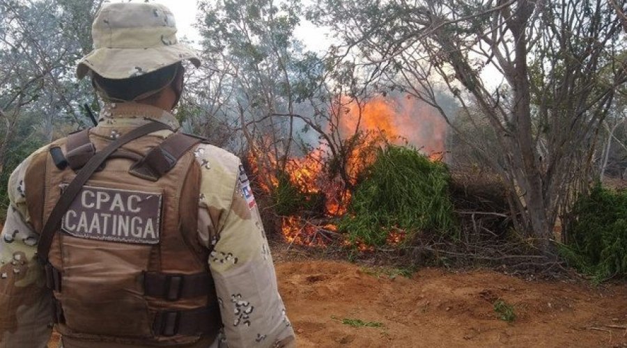 [Polícia localiza mais de 16 mil pés de maconha no norte da Bahia e incinera plantação]