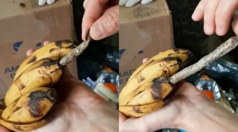 [Vídeo: polícia encontra maconha dentro de banana enviada a detentos]