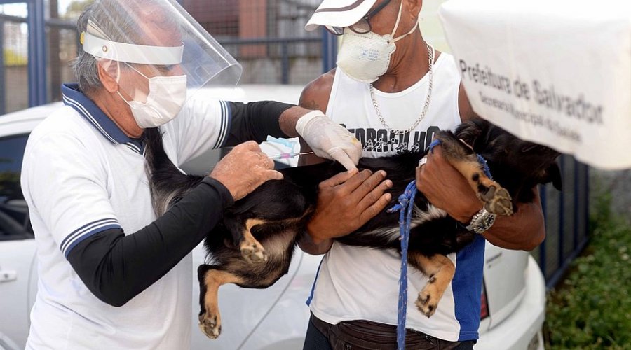 [Primeira semana de campanha vacina 15 mil animais contra a raiva em Salvador ]