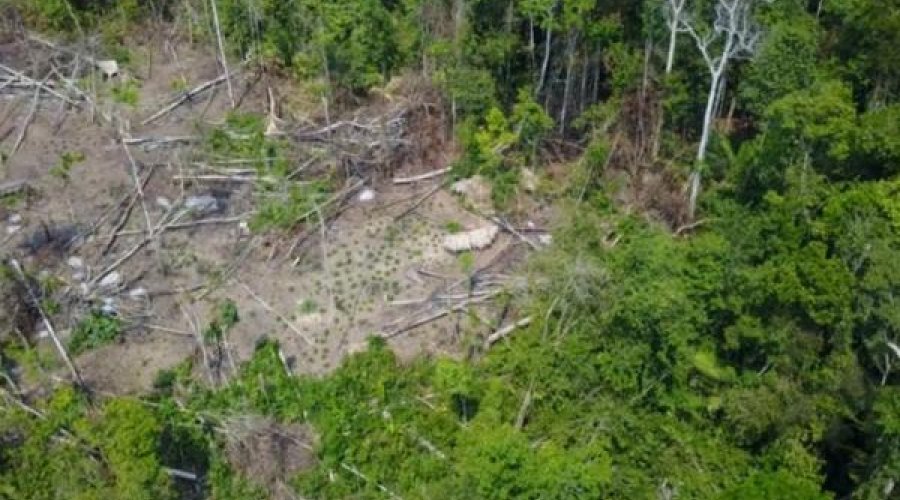 [Amazônia registra recirde de desmatamento nos primeiros cinco meses de 2022]