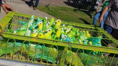 [Aliados de Bolsonaro pintam pombos de verde e amarelo durante evento em Vitória]