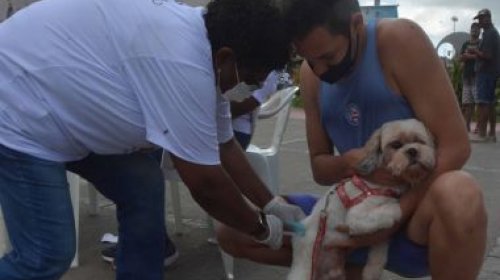[Salvador inicia campanha de vacinação antirrábica para cães e gatos nesta segunda-feira]