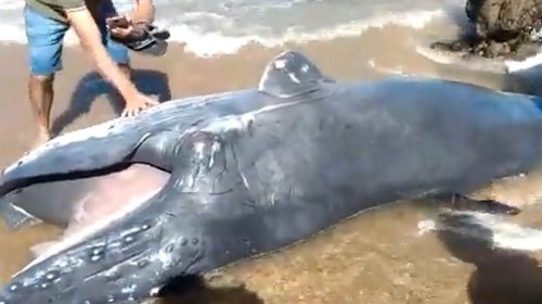 [Vídeo: Baleia é encontrada morta na praia de Ondina, em Salvador]
