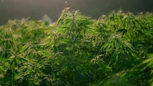[Planta pertencente à espécie Cannabis pode gerar até R$ 4,9 bilhões ao Brasil; entenda]