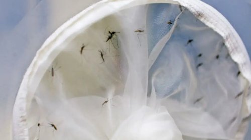 [Brasil tem 391 mortes por dengue]