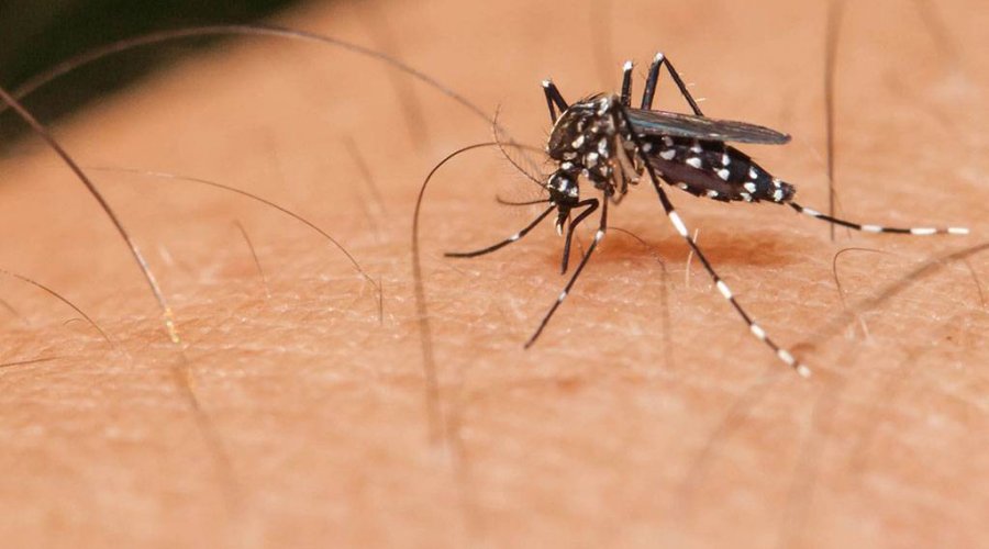 [Casos de dengue aumentam 459% na Bahia e geram preocupação]