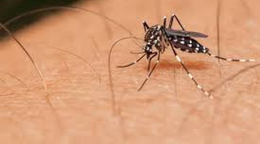 [Bahia já registrou  354 casos de dengue em 2019, diz Sesab]