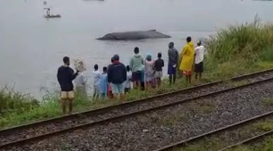 [Vídeo: baleia encalha no Subúrbio e moradores tentam salvar animal]