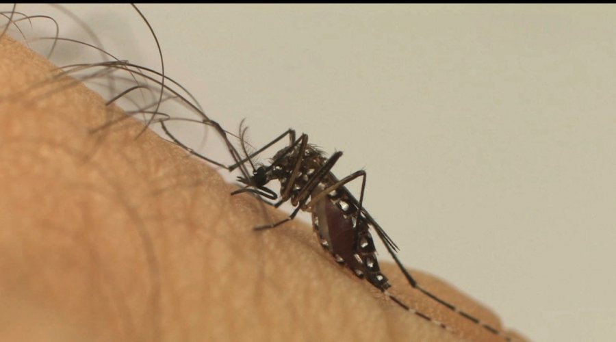 [Em um ano, incidência da dengue no país aumenta 600%]