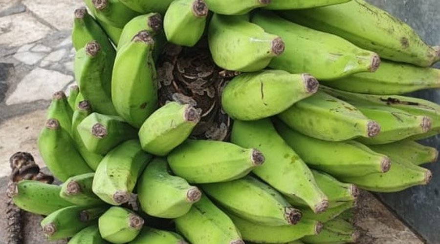 [Jiboia de 1kg é encontrada enrolada em cacho de banana no bairro do Arenoso]