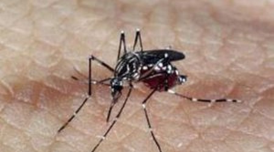 [Casos de dengue cresce 488% de 2018 para 2019]