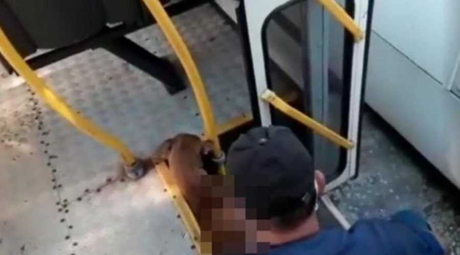 [Vídeo: funcionário da CSN abusa de animal em transporte público ]