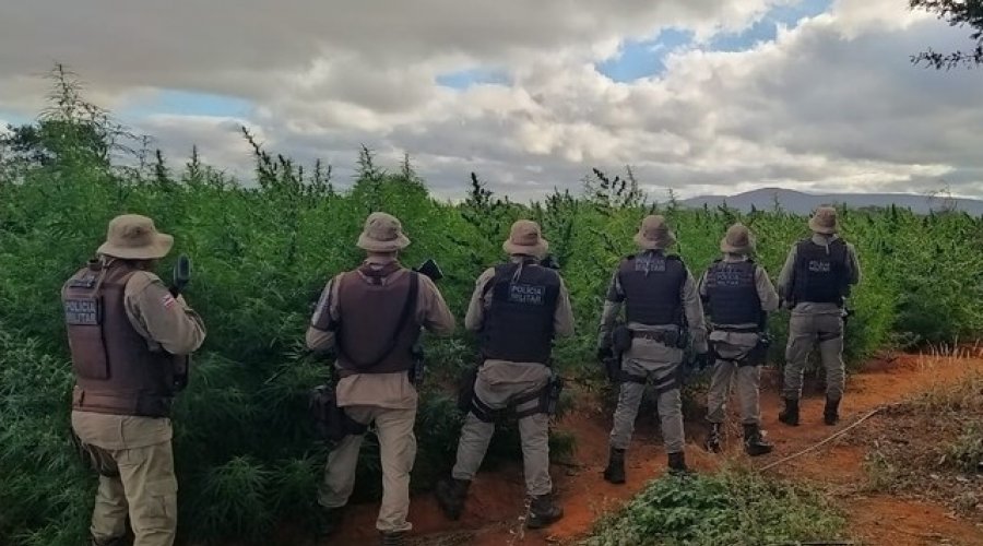[Polícia localiza e queima plantação com 200 mil pés de maconha no norte da Bahia]