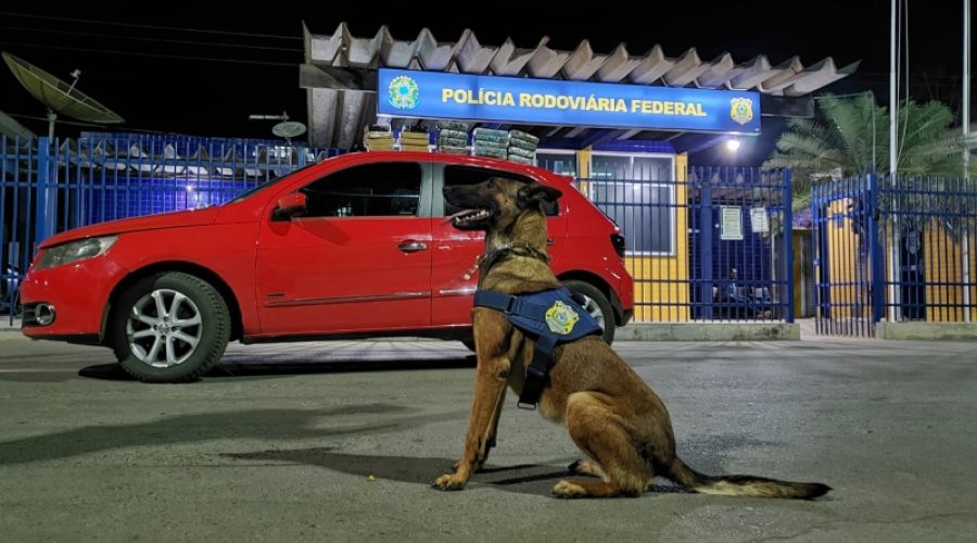 [Vídeo: PRF apreende drogas e prende traficante no oeste da Bahia com ajuda de cão farejador]