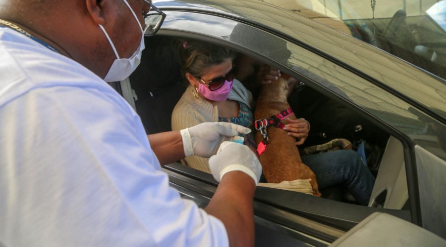 [Prefeitura realiza última semana de vacinação antirrábica via drive thru em Salvador; confira detalhes]