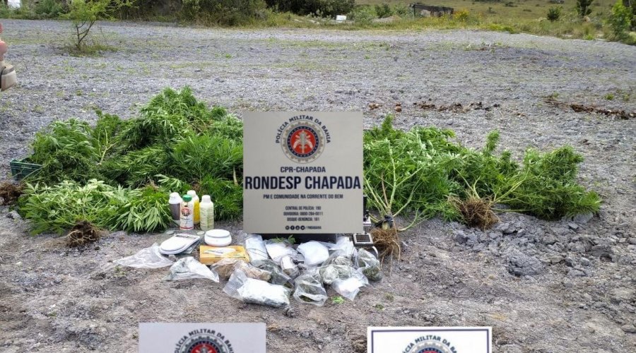 [Polícia localiza roça com 120 pés maconha em Mucugê e prende três criminosos]