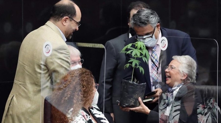 [Vídeo: senador presenteia secretária do Ministério do Interior com planta de maconha no México]