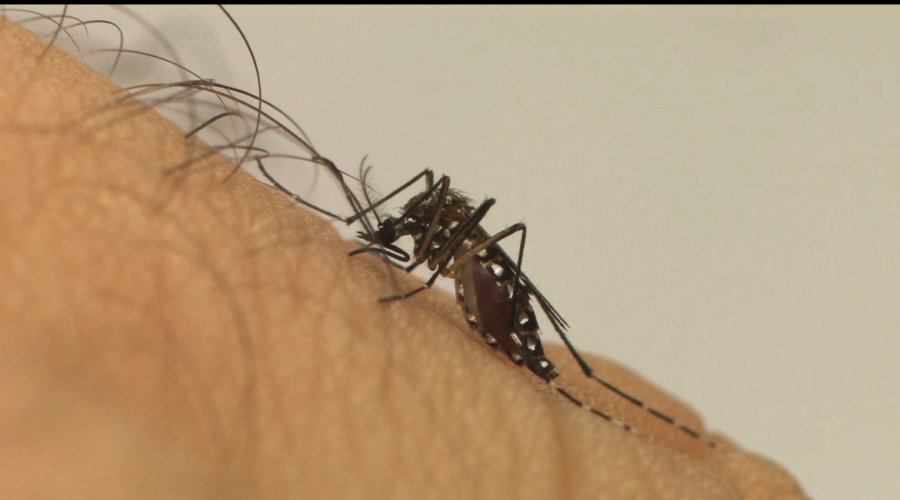 [Cepa da dengue mais disseminada no mundo é encontrada no Brasil]