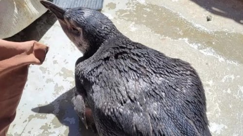 [Salvador: Três pinguins são resgatados nos últimos seis dias]