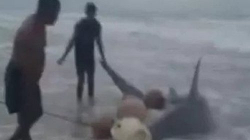 [Pescadores encontram tubarão-martelo de quase 2 metros no Litoral Norte da Bahia]