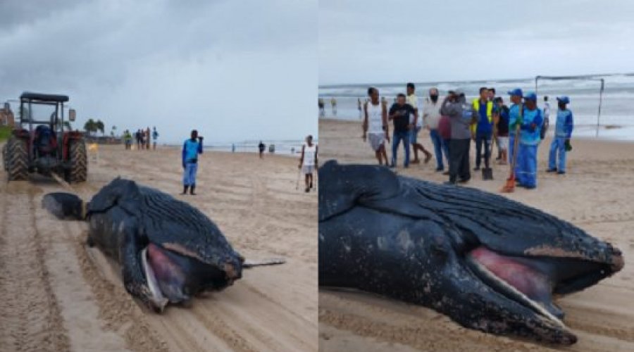 [Vídeo: baleia é encontrada morta na Praia do Flamengo, em Salvador]