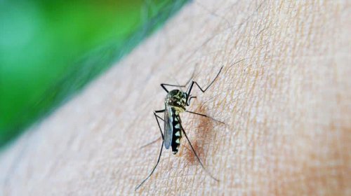 [Casos prováveis de dengue se aproximam de 400 mil no país em 2024]
