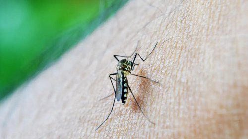 [Casos de dengue em gestantes aumentam 345% em 2024]