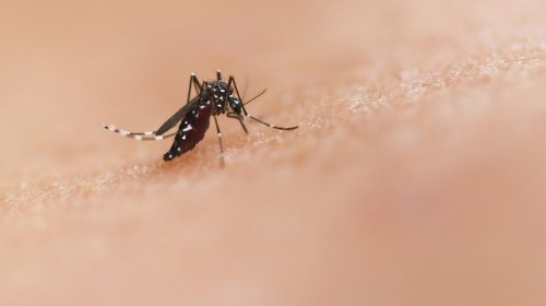[Sesab confirma nona morte por dengue no estado ]