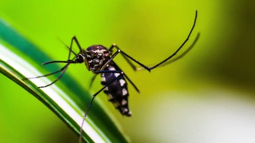 [Dengue: Anvisa vai priorizar registro de dispositivos para diagnóstico]