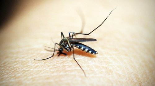 [Sesab confirma mais três mortes por dengue no estado baiano; com essas, número sobe para 12]